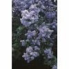 Ceanothus 'Trewithen Blue' | Californian Lilac Tree | 150-180cm | By Frank P Matthews -Ornamental Trees Shop TR1462 main image 8c1d