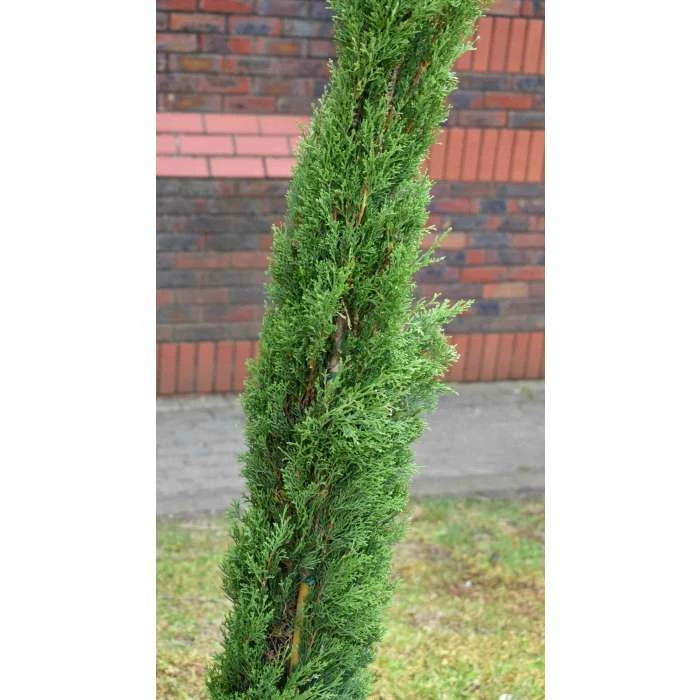 Cupressus sempervirens 'Totem Pole' | Italian Cypress | 10L Pot | 90-120cm 4 Cupressus sempervirens 'Totem Pole' | Italian Cypress | 10L Pot | 90-120cm - Image 2