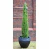 Cupressus sempervirens 'Totem Pole' | Italian Cypress | 10L Pot | 90-120cm