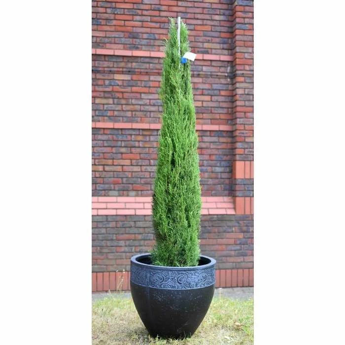 Cupressus sempervirens 'Totem Pole' | Italian Cypress | 10L Pot | 90-120cm 3 Cupressus sempervirens 'Totem Pole' | Italian Cypress | 10L Pot | 90-120cm