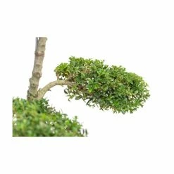Ilex crenata Topiary Cloud Tree | Japanese Holly | 120-150cm -Ornamental Trees Shop TR87595BONSAI add image 1 624d