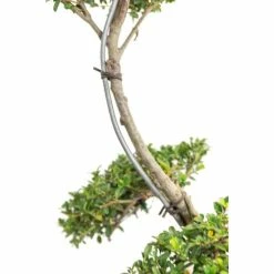 Ilex crenata Topiary Cloud Tree | Japanese Holly | 120-150cm -Ornamental Trees Shop TR87595BONSAI add image 2 81ca
