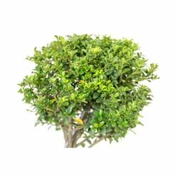 Ilex crenata Topiary Cloud Tree | Japanese Holly | 120-150cm -Ornamental Trees Shop TR87595BONSAI add image 3 cf89