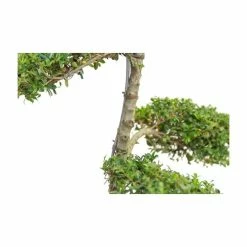 Ilex crenata Topiary Cloud Tree | Japanese Holly | 120-150cm -Ornamental Trees Shop TR87595BONSAI add image 4 1142