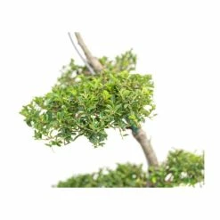Ilex crenata Topiary Cloud Tree | Japanese Holly | 120-150cm -Ornamental Trees Shop TR87595BONSAI add image 5 58ad