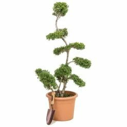 Ornamental Trees Shop 39 Ilex crenata Topiary Cloud Tree | Japanese Holly | 120-150cm