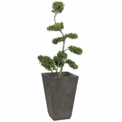 Ornamental Trees Shop -Ornamental Trees Shop TR87595BONSAI rollover image 9f65