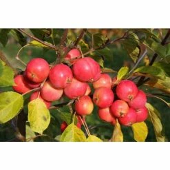 Malus 'Jelly King' | Crabapple Tree