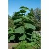 Paulownia tomentosa | Fox Glove Tree | 9L Pot | 120-150cm -Ornamental Trees Shop TR87603 main image 1b9b