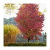 Liquidambar styraciflua 'Lane Roberts' | Sweet Gum Tree | 9L Pot | 120-150cm 1 Liquidambar styraciflua 'Lane Roberts' | Sweet Gum Tree | 9L Pot | 120-150cm -Ornamental Trees Shop TR87604 main image ec51