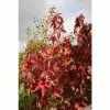 Liquidambar styraciflua 'Thea' | Sweet Gum Tree | 9L Pot | 120-150cm 1 Liquidambar styraciflua 'Thea' | Sweet Gum Tree | 9L Pot | 120-150cm -Ornamental Trees Shop TR87605 main image 5b2d