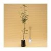 Sorbus aucuparia 'Cardinal Royal' | Rowan Tree | 9L Pot | 120-150cm -Ornamental Trees Shop TR87607 main image 7a43