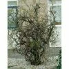 Corylus avellana 'Contorta' | Corkscrew Hazel Tree | 9L Pot | 120-150cm 2 Corylus avellana 'Contorta' | Corkscrew Hazel Tree | 9L Pot | 120-150cm -Ornamental Trees Shop TR87609 main image 870f
