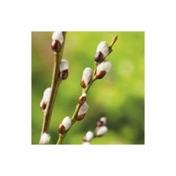 Salix caprea 'Kilmarnock' | Weeping Willow Tree | 18L Pot | 120-150cm -Ornamental Trees Shop TR87617 add image 4 7a34
