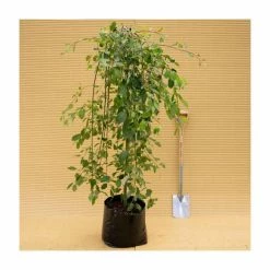 Salix caprea 'Kilmarnock' | Weeping Willow Tree | 18L Pot | 120-150cm -Ornamental Trees Shop TR87617 add image 7 a7dd