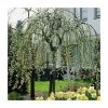 Salix caprea 'Kilmarnock' | Weeping Willow Tree | 18L Pot | 120-150cm -Ornamental Trees Shop TR87617 main image 4a10