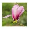 Magnolia fraseri 'Galaxy' | 12L Pot | 150-180cm | By Frank P Matthews 1 Magnolia fraseri 'Galaxy' | 12L Pot | 150-180cm | By Frank P Matthews -Ornamental Trees Shop TR9001 main image 296f