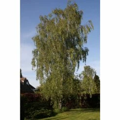 Betula pendula 'Dalecarlica' | 12L Pot | 150-180cm | By Frank P Matthews -Ornamental Trees Shop TR9002 add image 1 5270