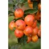 Malus Nuvar Marble | Crab Apple Tree | 12L Pot | 150-180cm | By Frank P Matthews -Ornamental Trees Shop TR9004 main image 0007