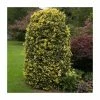 Ilex x altaclerensis 'Golden King' | Golden Variegated Holly Tree | 7L Pot | 110-140cm -Ornamental Trees Shop TR9007 main image 69a2