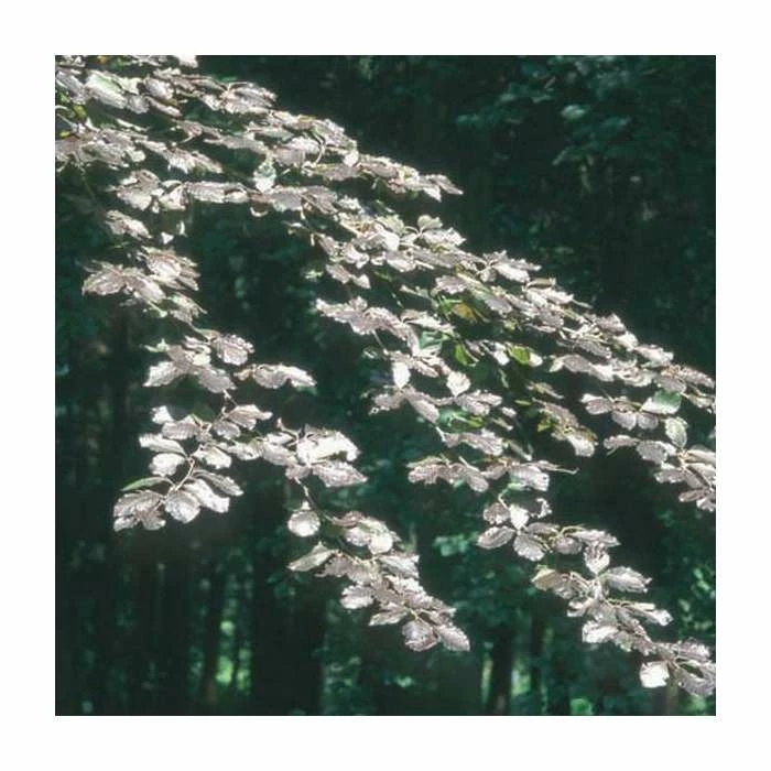 Fagus sylvatica f. purpurea | Copper Beech Tree | 12L Pot | 150-180cm | By Frank P Matthews 3 Fagus sylvatica f. purpurea | Copper Beech Tree | 12L Pot | 150-180cm | By Frank P Matthews