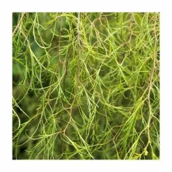 Betula pen 'Karaca | Birch Tree | 12L Pot | 150-180cm | By Frank P Matthews