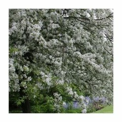 Malus transitoria | Crab Apple Tree |12L Pot | 150-180cm | By Frank P Matthews 7 Malus transitoria | Crab Apple Tree |12L Pot | 150-180cm | By Frank P Matthews -Ornamental Trees Shop TR9010 add image 1 fb85
