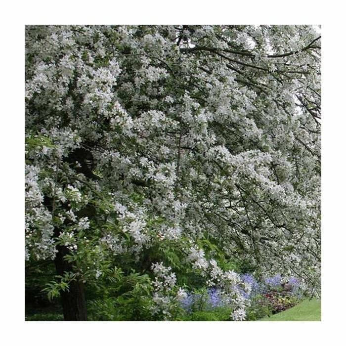 Malus transitoria | Crab Apple Tree |12L Pot | 150-180cm | By Frank P Matthews 5 Malus transitoria | Crab Apple Tree |12L Pot | 150-180cm | By Frank P Matthews - Image 3