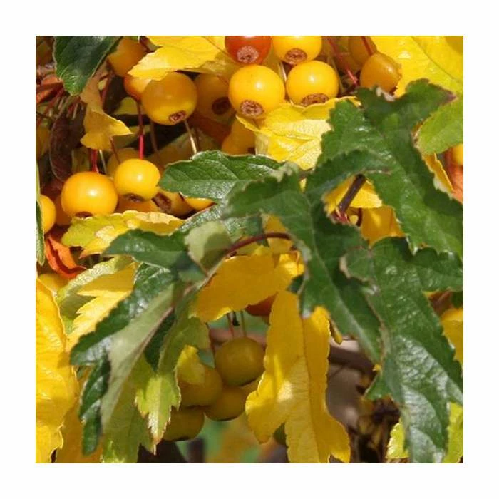 Malus transitoria | Crab Apple Tree |12L Pot | 150-180cm | By Frank P Matthews 3 Malus transitoria | Crab Apple Tree |12L Pot | 150-180cm | By Frank P Matthews