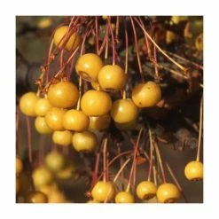 Malus transitoria | Crab Apple Tree |12L Pot | 150-180cm | By Frank P Matthews 6 Malus transitoria | Crab Apple Tree |12L Pot | 150-180cm | By Frank P Matthews -Ornamental Trees Shop TR9010 rollover image 61e9