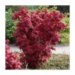 Acer palmatum 'Shaina' | Japanese Maple Tree | 11.5L Pot Patio Top Worked at 40cm | By Frank P Matthews
