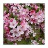 Malus 'Candymint' | Crab Apple Tree | 12L Pot | 150-180cm | By Frank P Matthews -Ornamental Trees Shop TR9013 main image 659e