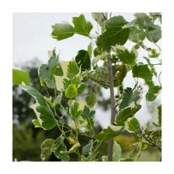 Liriodendron tulipifera 'Snow Bird' | Tulip Tree | 7L Pot | 110-140cm | By Frak P Matthews -Ornamental Trees Shop TR9016 rollover image f899