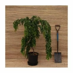 Robinia pseudoacacia 'Lace Lady' (PBR) | 12L Pot | Top Worked at 80cm | 120-150cm | By Frank P Matthews -Ornamental Trees Shop TR9020 add image 1 89e8