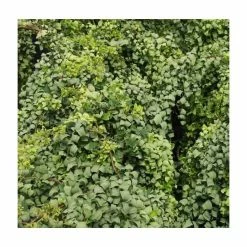 Robinia pseudoacacia 'Lace Lady' (PBR) | 12L Pot | Top Worked at 80cm | 120-150cm | By Frank P Matthews -Ornamental Trees Shop TR9020 rollover image 5070