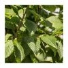 Carpinus betulus ‘Lucas’ | Hornbeam Tree | 12L Pot | 150-180cm | By Frank P Matthews -Ornamental Trees Shop TR9022 main image e7e4