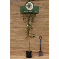 Prunus rufa | Himalayan Cherry Blossom Tree | 12L Pot | 150-180cm | By Frank P Matthews -Ornamental Trees Shop TR9024 add image 1 3bba