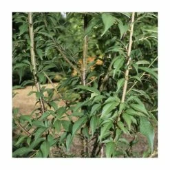 Prunus rufa | Himalayan Cherry Blossom Tree | 12L Pot | 150-180cm | By Frank P Matthews