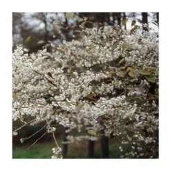 Prunus incisa 'Praecox' | Cherry Blossom Tree | 11.5L Pot Top Worked at 45cm | 150-180cm | By Frank P Matthews