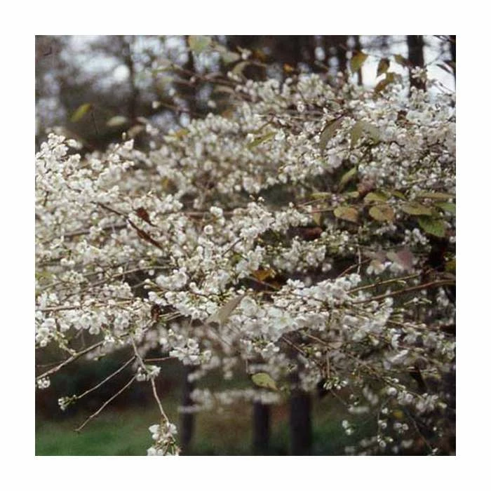 Prunus incisa 'Praecox' | Cherry Blossom Tree | 11.5L Pot Top Worked at 45cm | 150-180cm | By Frank P Matthews 3 Prunus incisa 'Praecox' | Cherry Blossom Tree | 11.5L Pot Top Worked at 45cm | 150-180cm | By Frank P Matthews