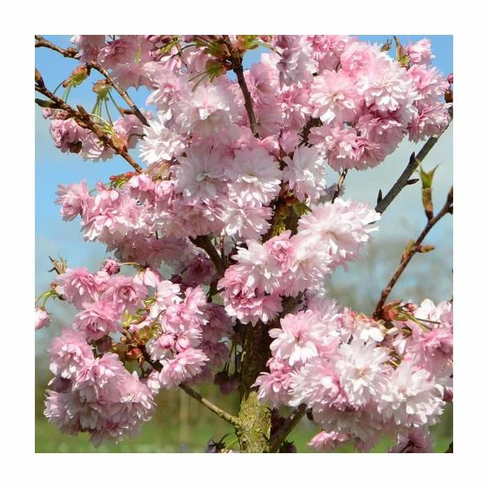 Prunus 'Asano' Tree | Upright Blossoming Cherry Tree | 11.5L Pot Top Worked at 45cm | 150-180cm | By Frank P Matthews 3 Prunus 'Asano' Tree | Upright Blossoming Cherry Tree | 11.5L Pot Top Worked at 45cm | 150-180cm | By Frank P Matthews