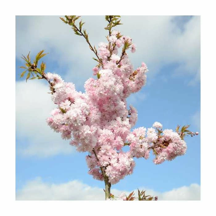 Prunus 'Asano' Tree | Upright Blossoming Cherry Tree | 11.5L Pot Top Worked at 45cm | 150-180cm | By Frank P Matthews 4 Prunus 'Asano' Tree | Upright Blossoming Cherry Tree | 11.5L Pot Top Worked at 45cm | 150-180cm | By Frank P Matthews - Image 2