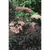 Sambucus nigra Black Lace | 12L Pot | 150-180cm | By Frank P Matthews 1 Sambucus nigra Black Lace | 12L Pot | 150-180cm | By Frank P Matthews -Ornamental Trees Shop TR9029 main image 24c7