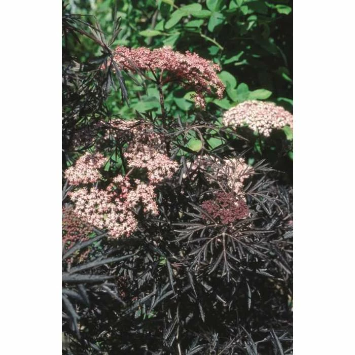 Sambucus nigra Black Lace | 12L Pot | 150-180cm | By Frank P Matthews 3 Sambucus nigra Black Lace | 12L Pot | 150-180cm | By Frank P Matthews