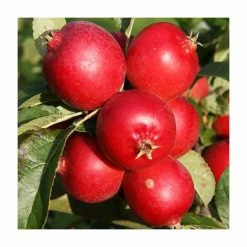 Ornamental Trees Shop 41 Malus 'Rosehip' | Crab Apple Tree | 12L Pot | 150-180cm | By Frank P Matthews