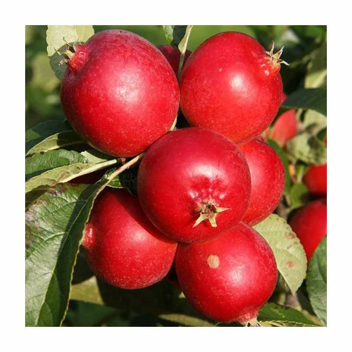 Malus 'Rosehip' | Crab Apple Tree | 12L Pot | 150-180cm | By Frank P Matthews 3 Malus 'Rosehip' | Crab Apple Tree | 12L Pot | 150-180cm | By Frank P Matthews