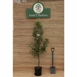 Ornamental Trees Shop -Ornamental Trees Shop TR9030 rollover image 673f