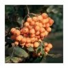 Sorbus 'Croft Coral' | Rowan Tree | 12L Pot | 150-180cm | By Frank P Matthews -Ornamental Trees Shop TR9031 main image 890f
