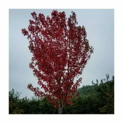 Acer rubrum 'Sun Valley' | Red Maple Tree | 12L Pot | 150-180cm | By Frank P Matthews -Ornamental Trees Shop TR9033 rollover image bbd0