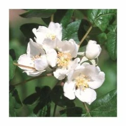Malus trilobata 'Guardsman' | Crab Apple Tree | 12L Pot | 150-180cm | By Frank P Matthews -Ornamental Trees Shop TR9034 rollover image 8ba5